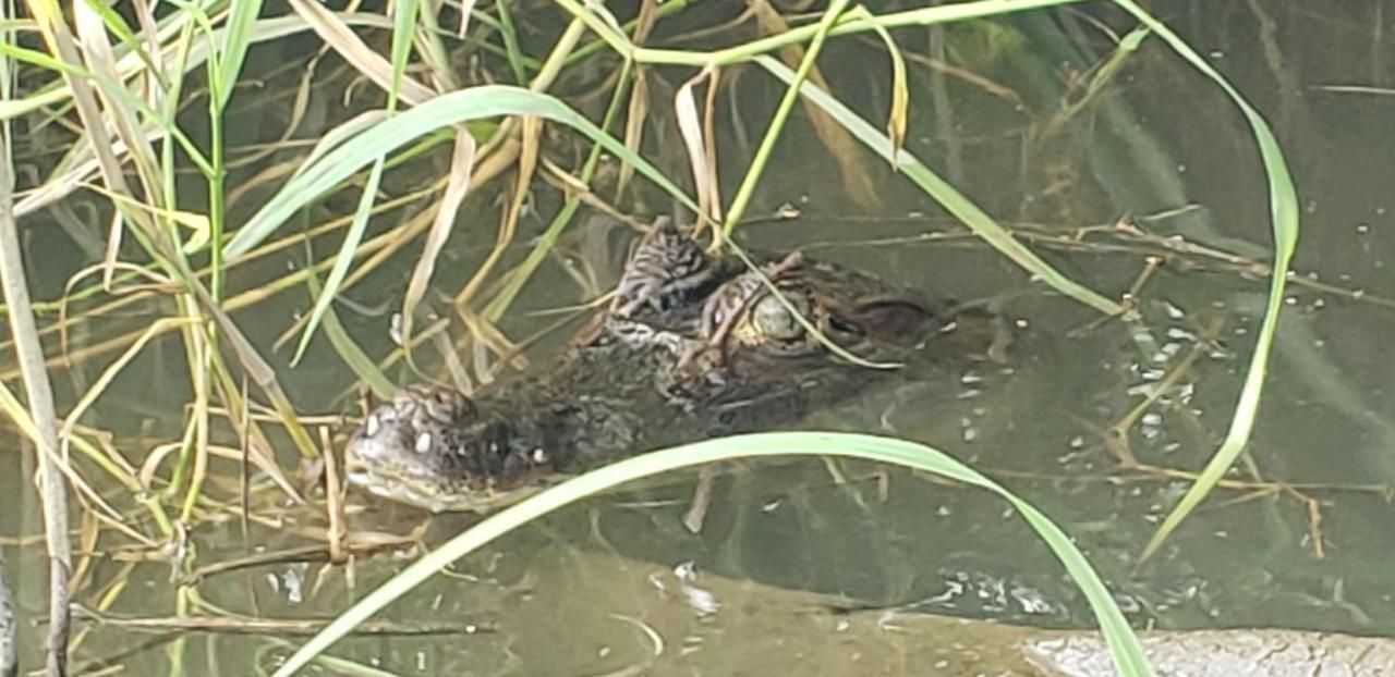Hotel Veragua River House Sierpe Zewnętrze zdjęcie